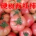 硬粉西红柿，山东西红柿，西红柿大量上市欢迎联系