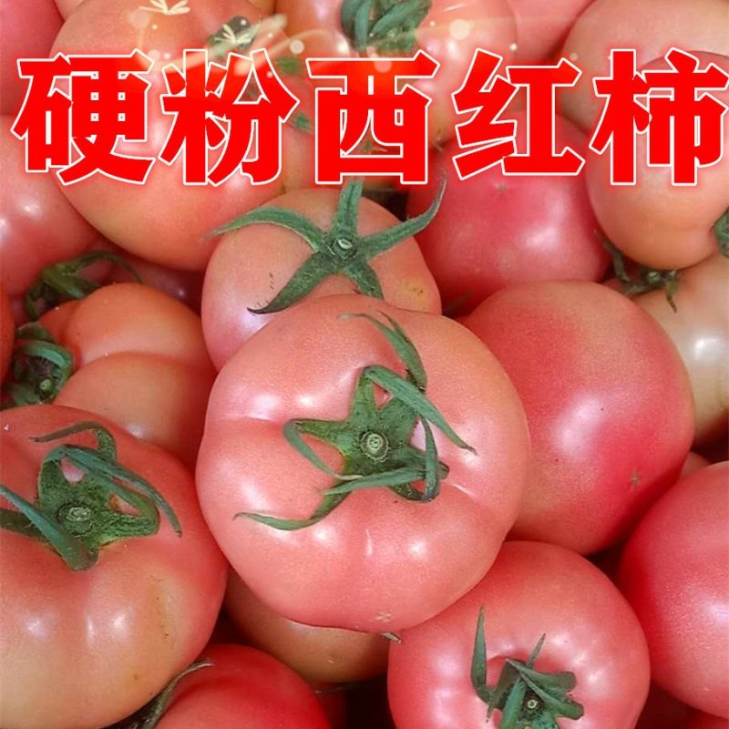 硬粉西红柿，山东西红柿，西红柿大量上市欢迎联系