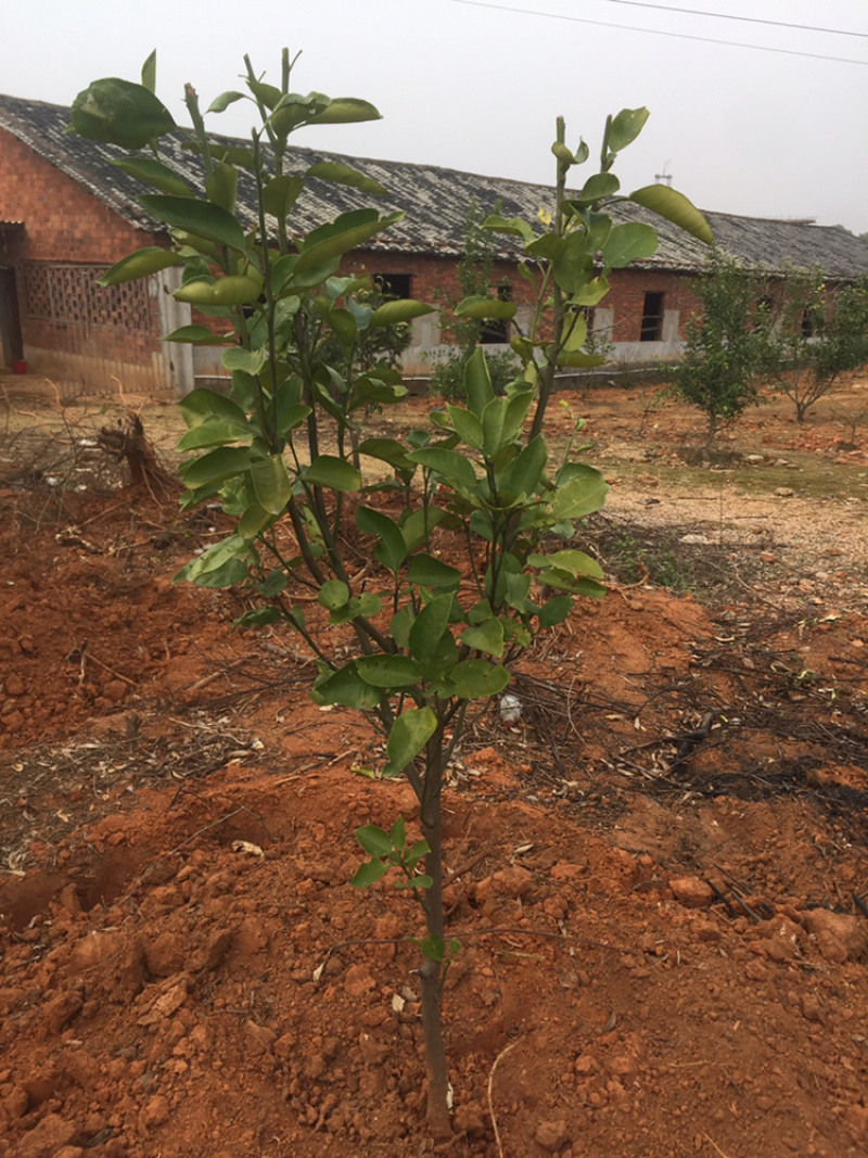 出售各品种柚子树苗，当年少量挂果，量大从优