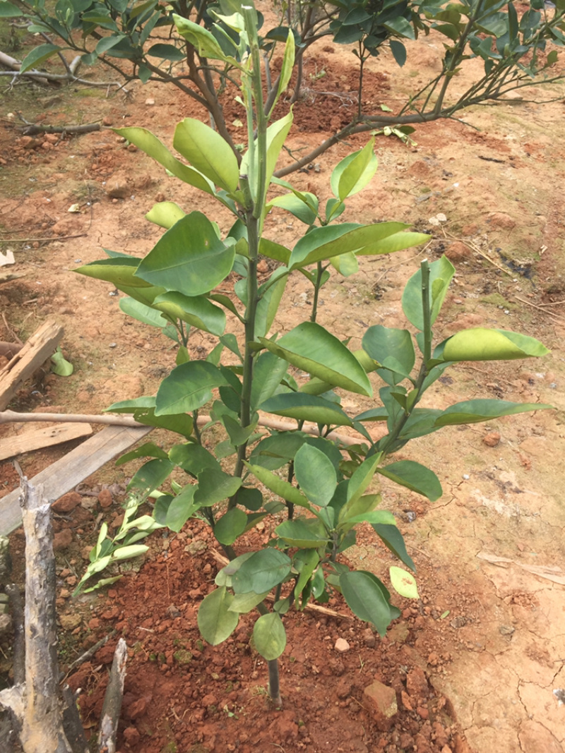 出售各品种柚子树苗，当年少量挂果，量大从优
