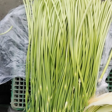 什邡蒜薹（保质保量，欢迎选购