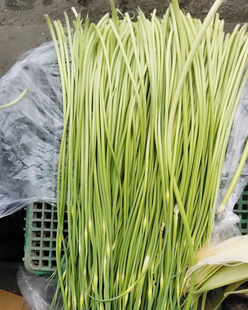 什邡蒜薹（保质保量，欢迎选购