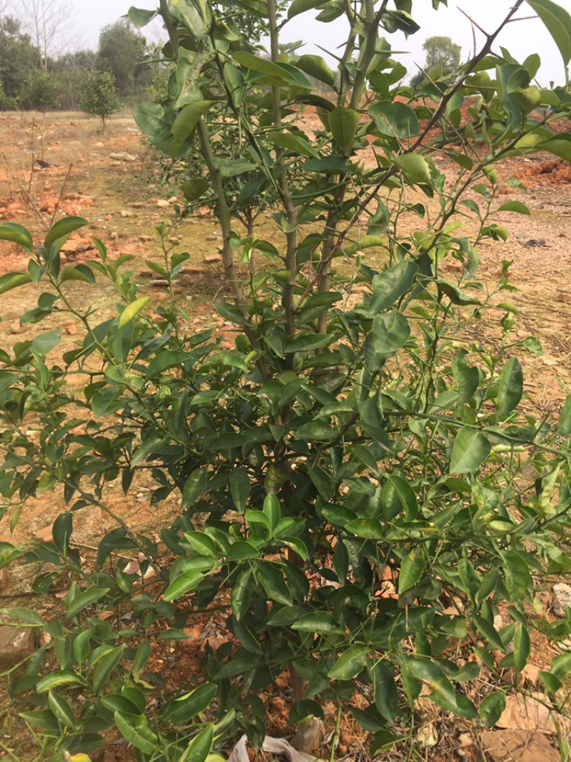 出售3-8公分枳壳树，当年结果，量大从优