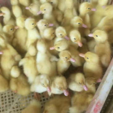 桂柳白鸭苗