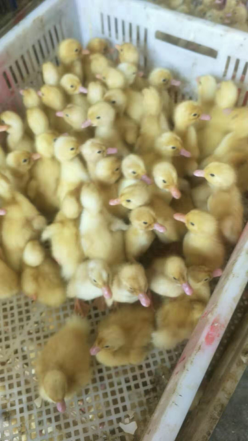 桂柳白鸭苗