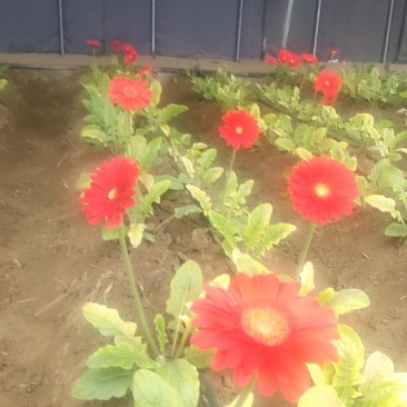 扶郎花