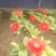 扶郎花