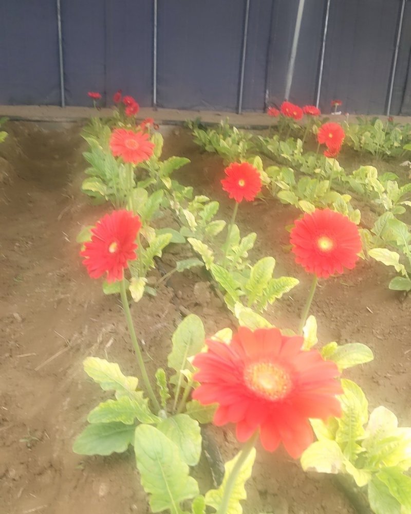 扶郎花