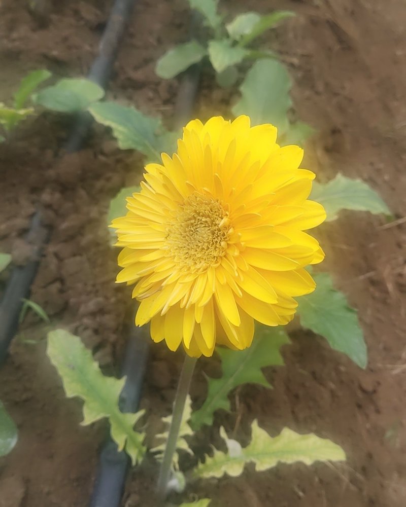 扶郎花