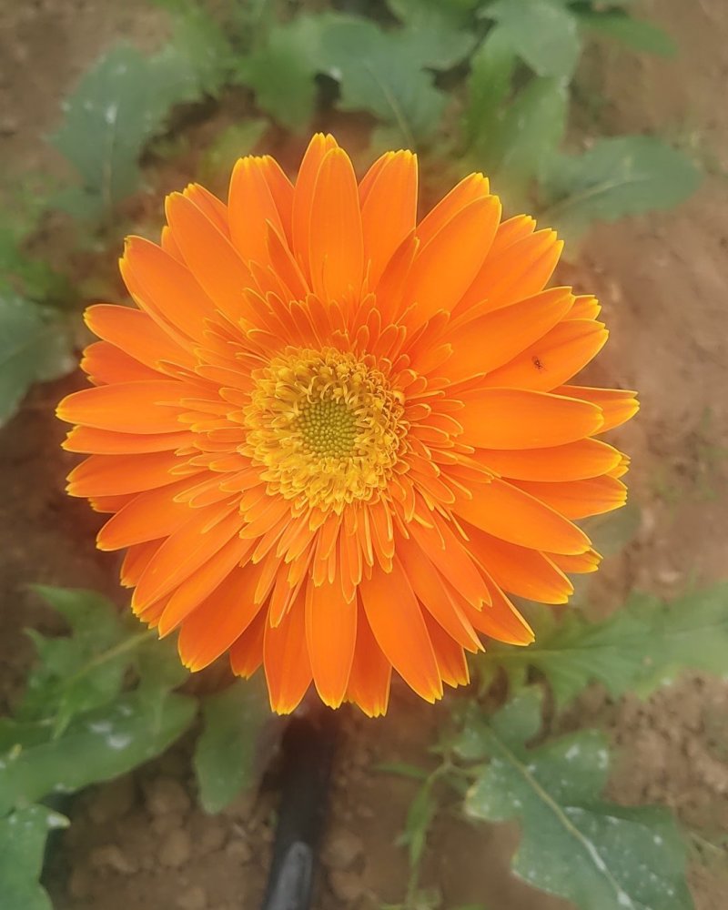 扶郎花