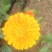扶郎花