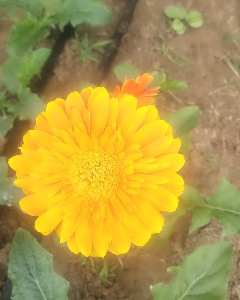 扶郎花