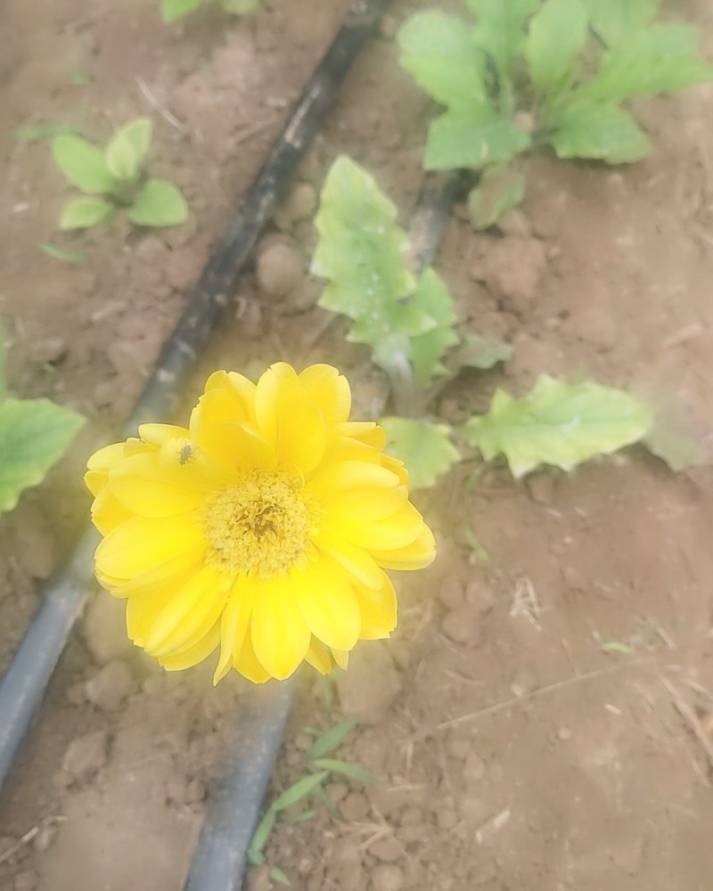 扶郎花