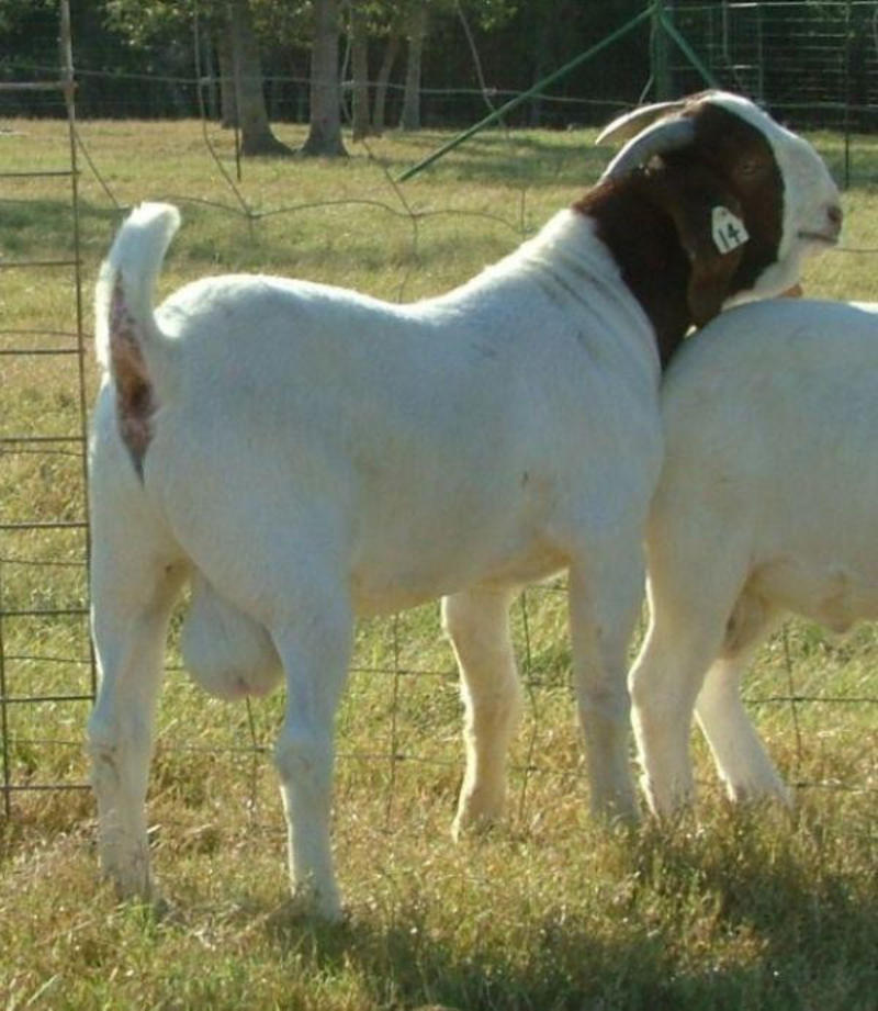 纯种波尔山羊种羊羊苗公羊怀孕母羊全国包邮