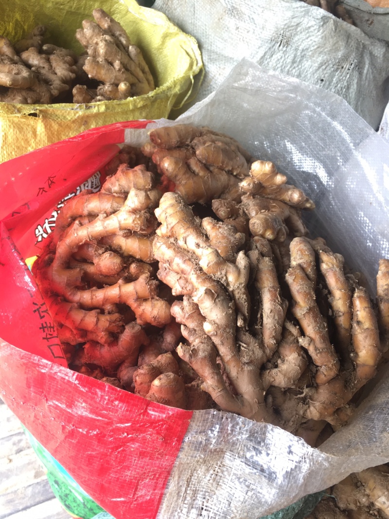 新鲜上市本地地窖思茅姜