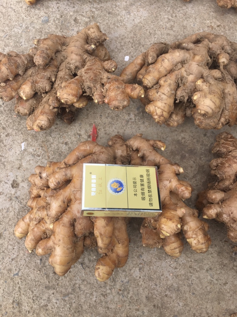 新鲜上市本地地窖思茅姜