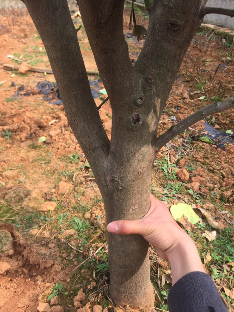 出售柚子树，正第三年挂果中，有需要的老板联系，