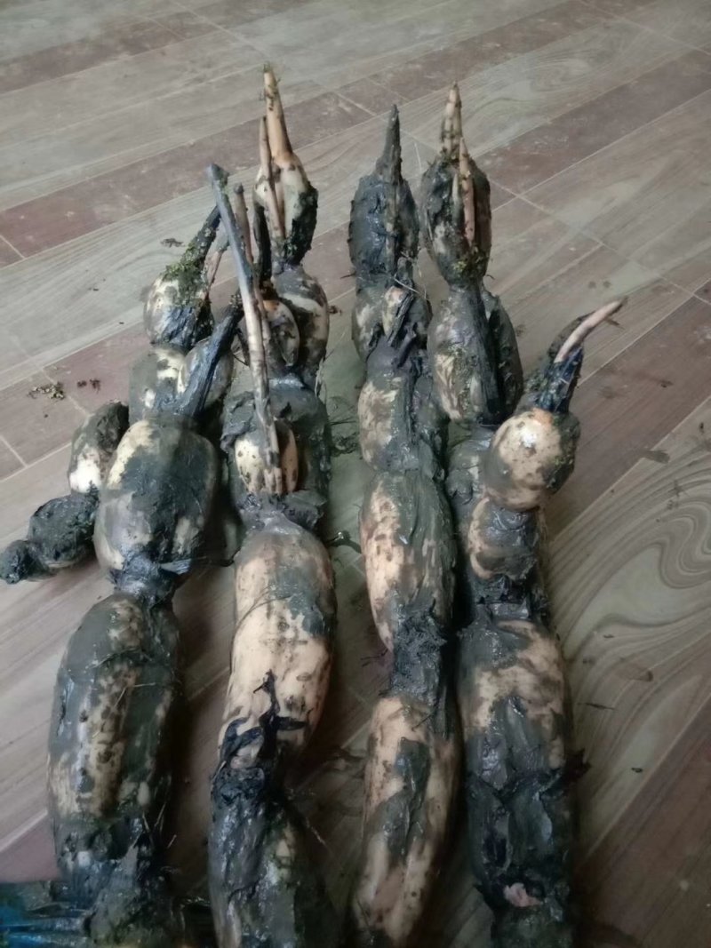 芜湖35纯藕种，粉藕，品种好