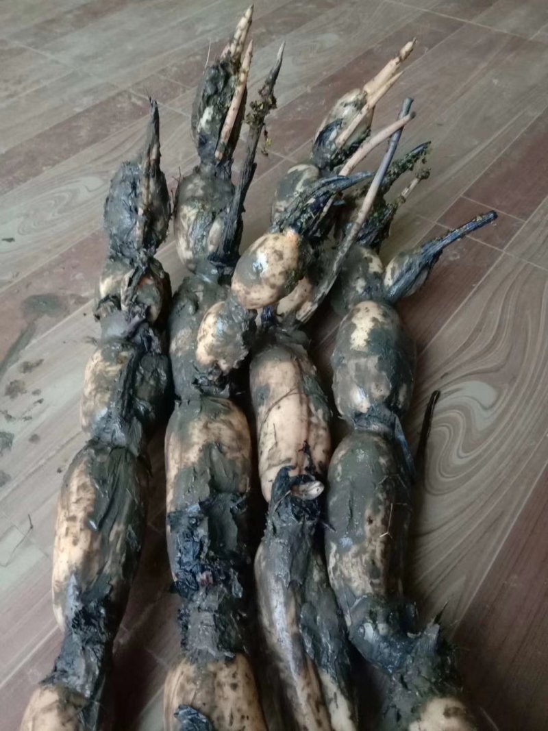 芜湖35纯藕种，粉藕，品种好