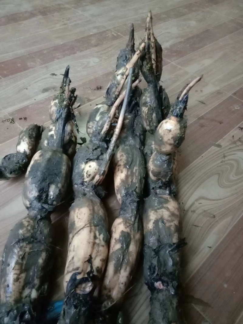 芜湖35纯藕种，粉藕，品种好
