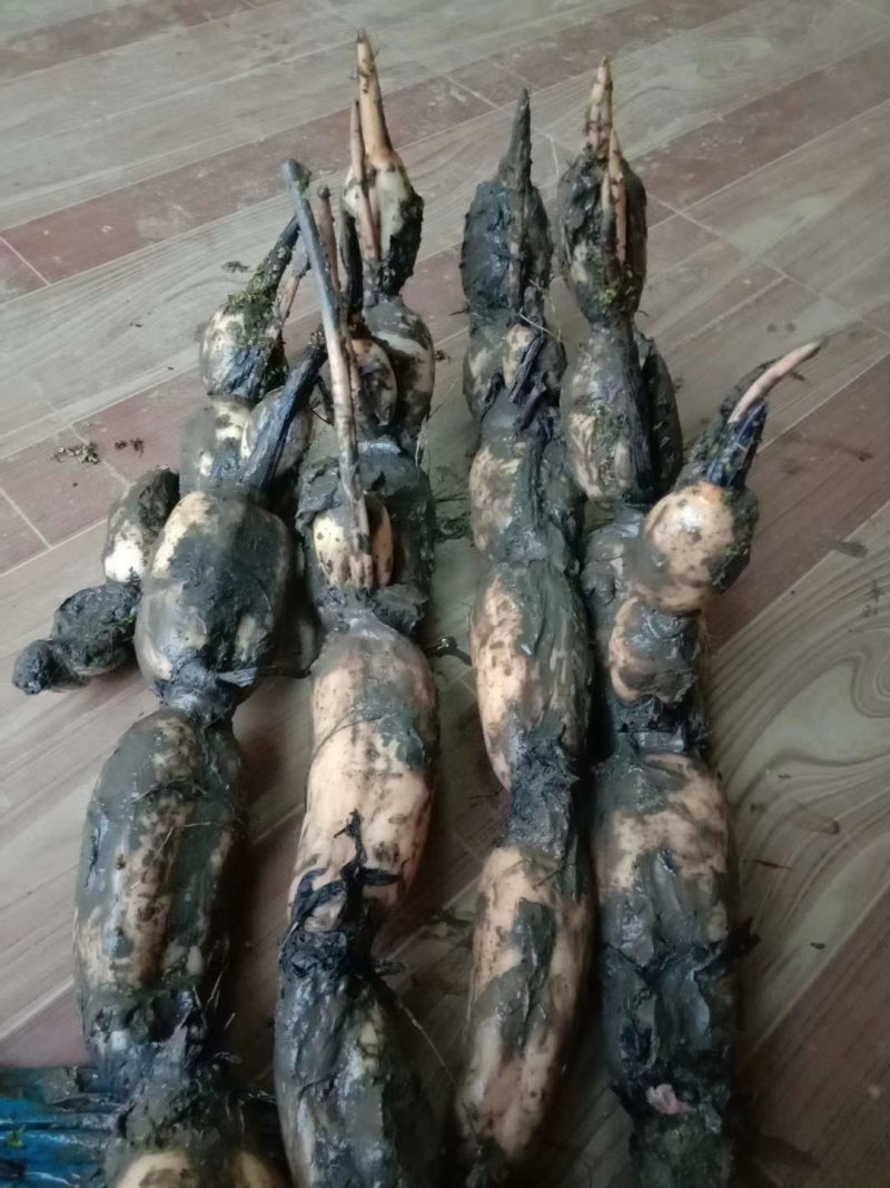芜湖35纯藕种，粉藕，品种好