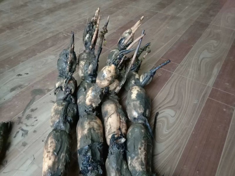 芜湖35纯藕种，粉藕，品种好