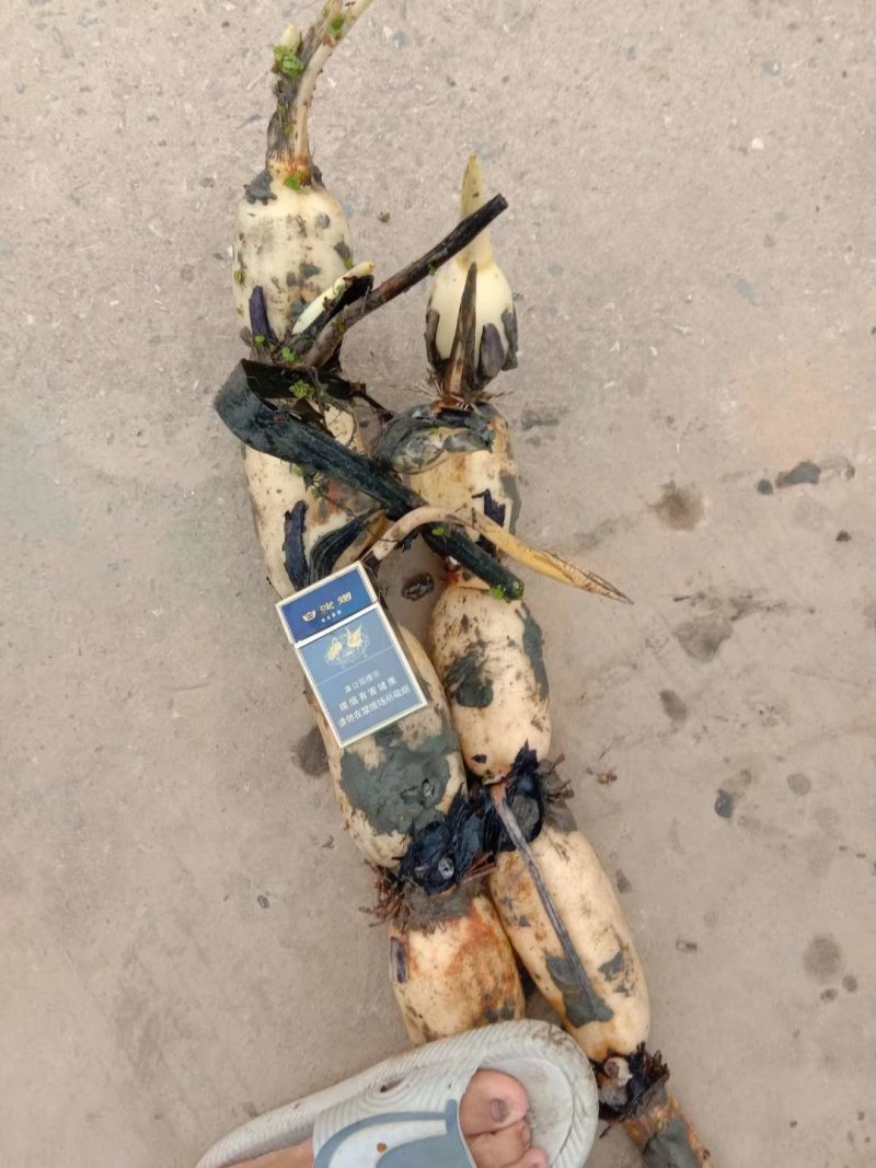芜湖35纯藕种，粉藕，品种好