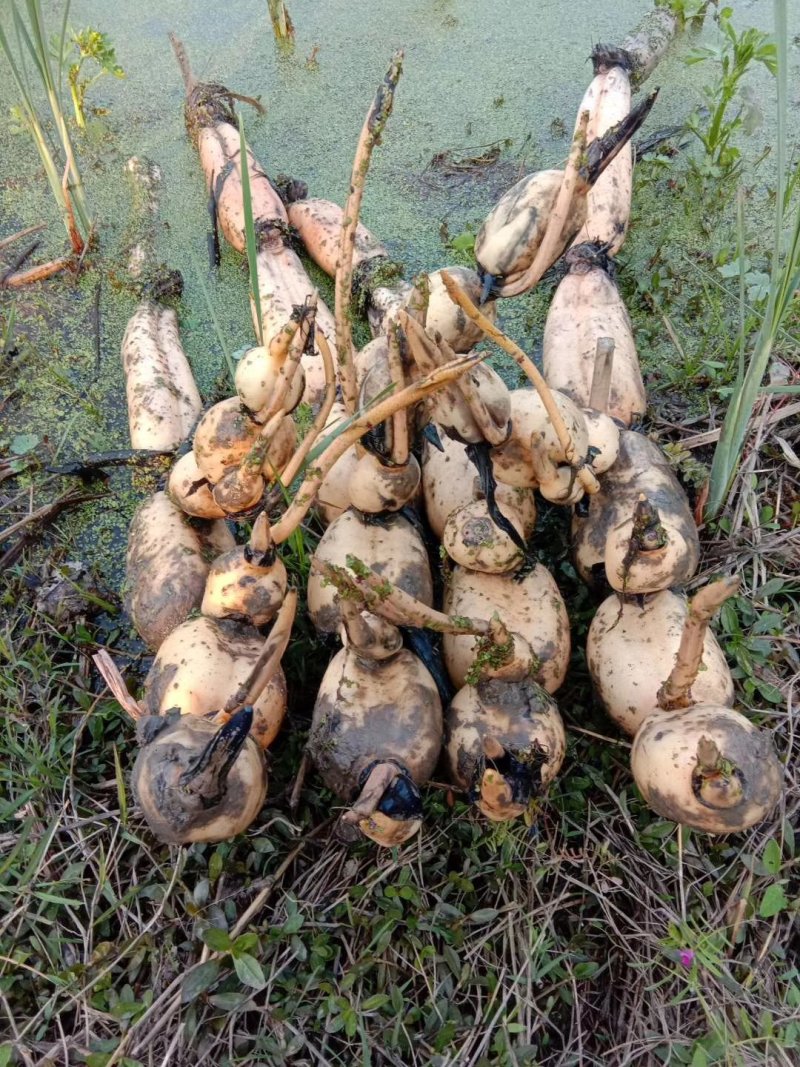 芜湖35纯藕种，粉藕，品种好