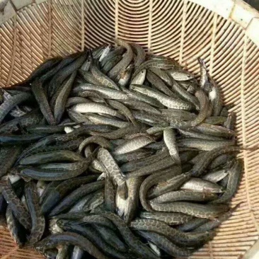 乌鱼苗规格齐全，及各种鱼苗，包成活，长势快