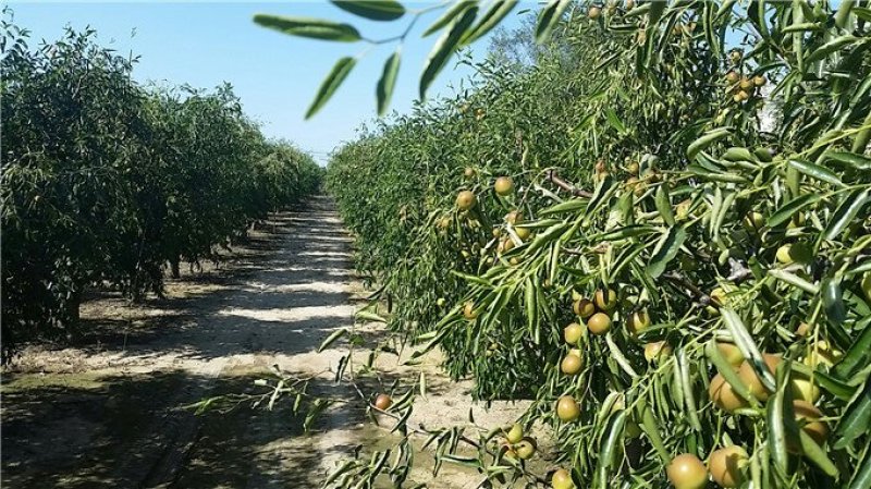 枣树苗110cm以上基地大量销售包成活