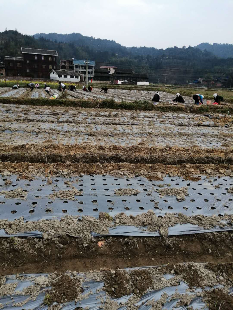 布福娜通道黑老虎树苗国家地理标志产品