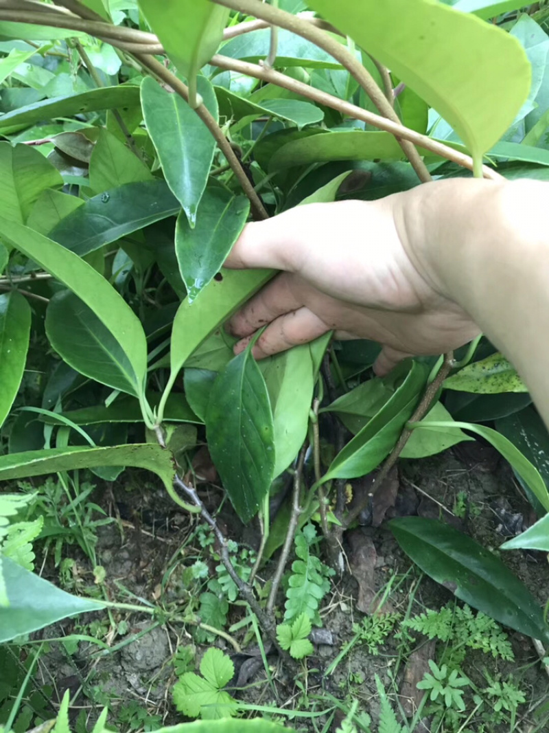 布福娜通道黑老虎树苗国家地理标志产品