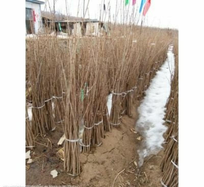 美国大榛子树苗，自家树苗品种保纯保成活率