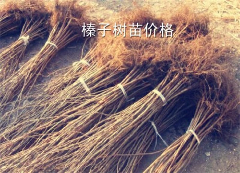 美国大榛子树苗，自家树苗品种保纯保成活率