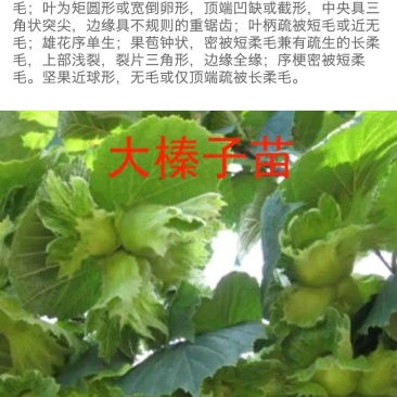 美国大榛子树苗，自家树苗品种保纯保成活率