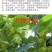 美国大榛子树苗，自家树苗品种保纯保成活率