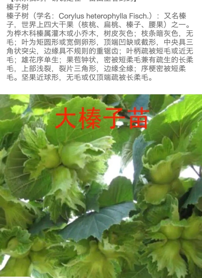 美国大榛子树苗，自家树苗品种保纯保成活率