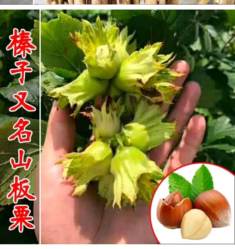 美国大榛子树苗，自家树苗品种保纯保成活率