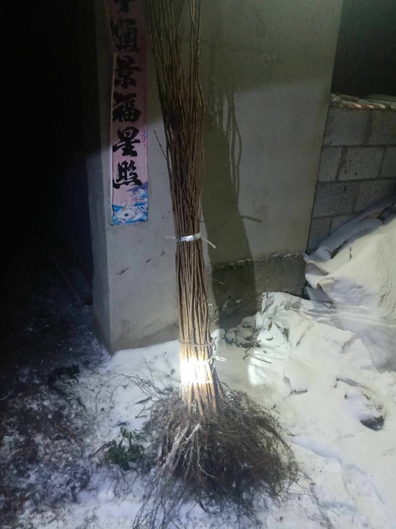 美国大榛子树苗，自家树苗品种保纯保成活率