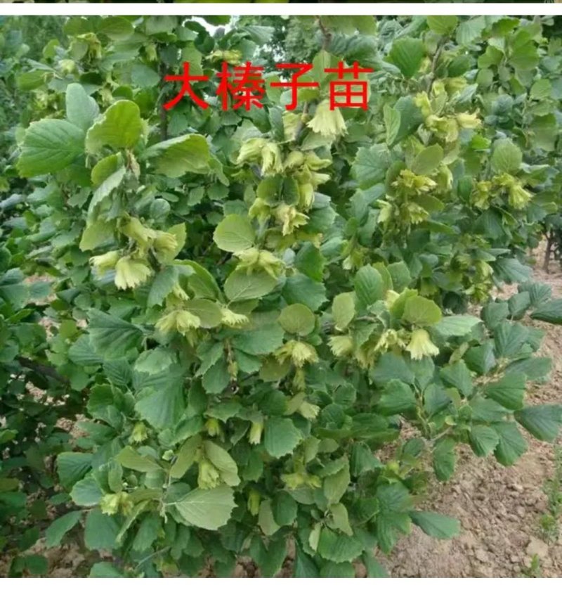 美国大榛子树苗，自家树苗品种保纯保成活率