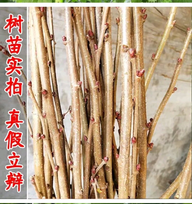 美国大榛子树苗，自家树苗品种保纯保成活率