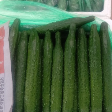 黄瓜