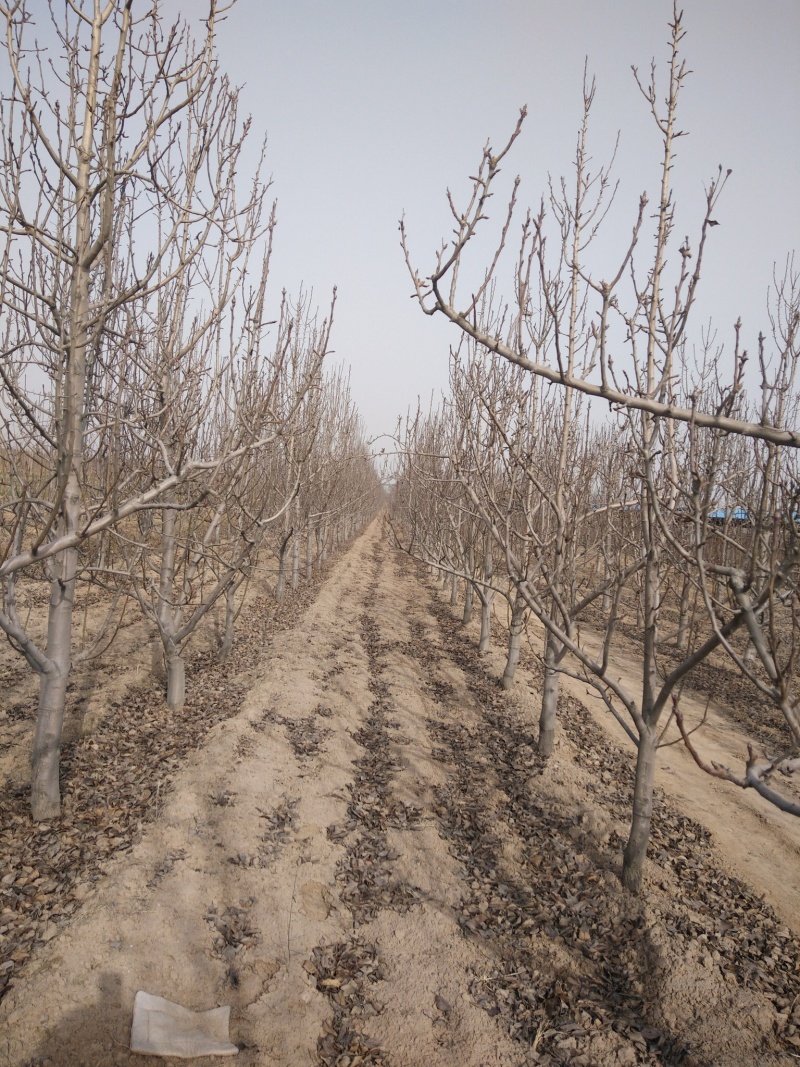 3公分定植梨树4公分梨树5公分梨树价格