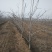 3公分定植梨树4公分梨树5公分梨树价格