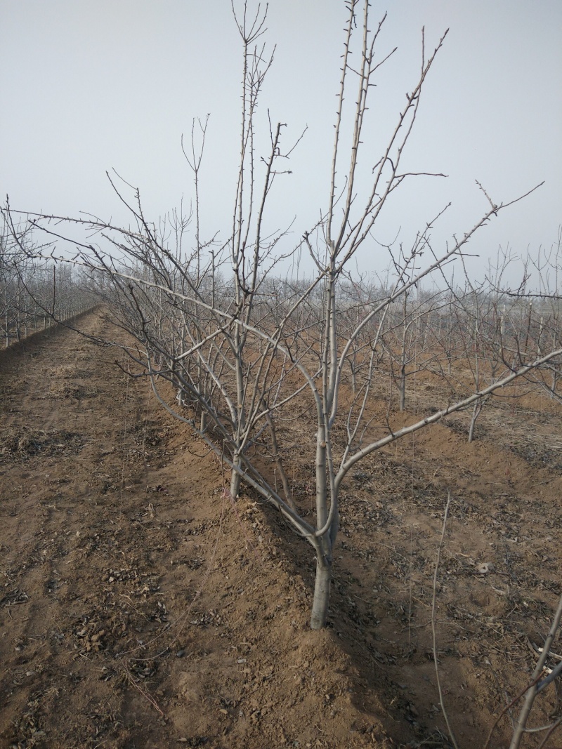 3公分定植梨树4公分梨树5公分梨树价格