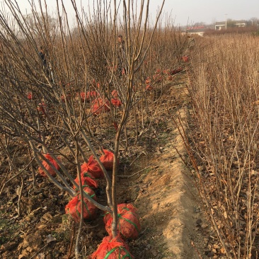 3公分定植梨树4公分梨树5公分梨树价格