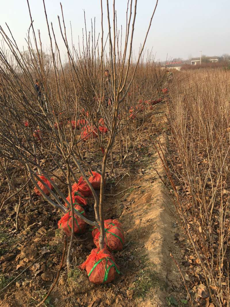 3公分定植梨树4公分梨树5公分梨树价格