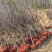 3公分定植梨树4公分梨树5公分梨树价格