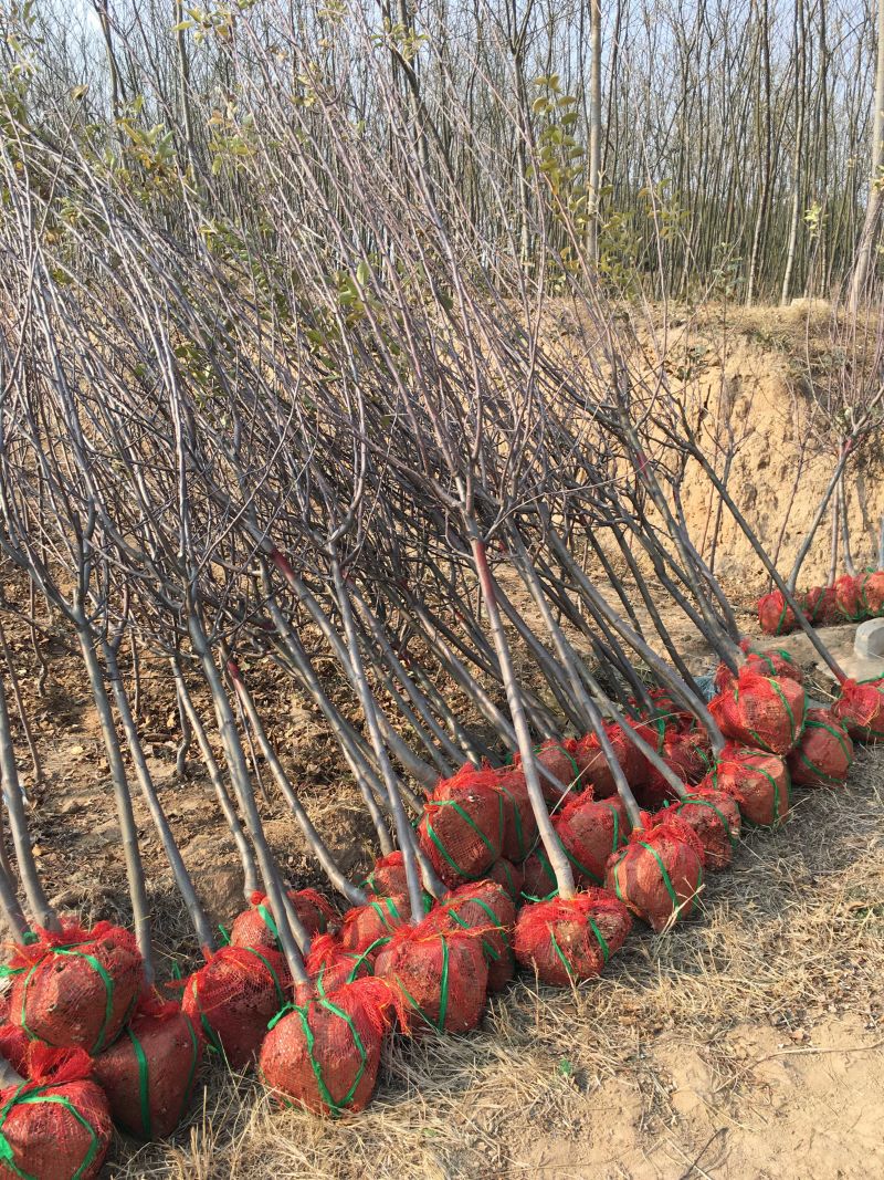 3公分定植梨树4公分梨树5公分梨树价格