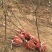3公分定植梨树4公分梨树5公分梨树价格